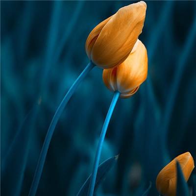 乐鱼官网手机版